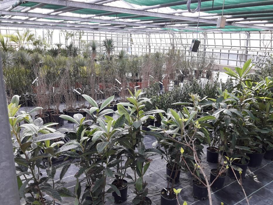 Bilder AustroPalm - Bio-Gärtnerei