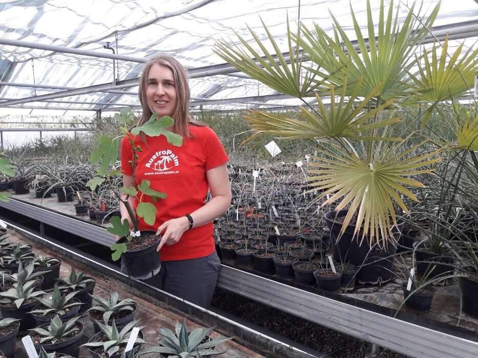 Bilder AustroPalm - Bio-Gärtnerei