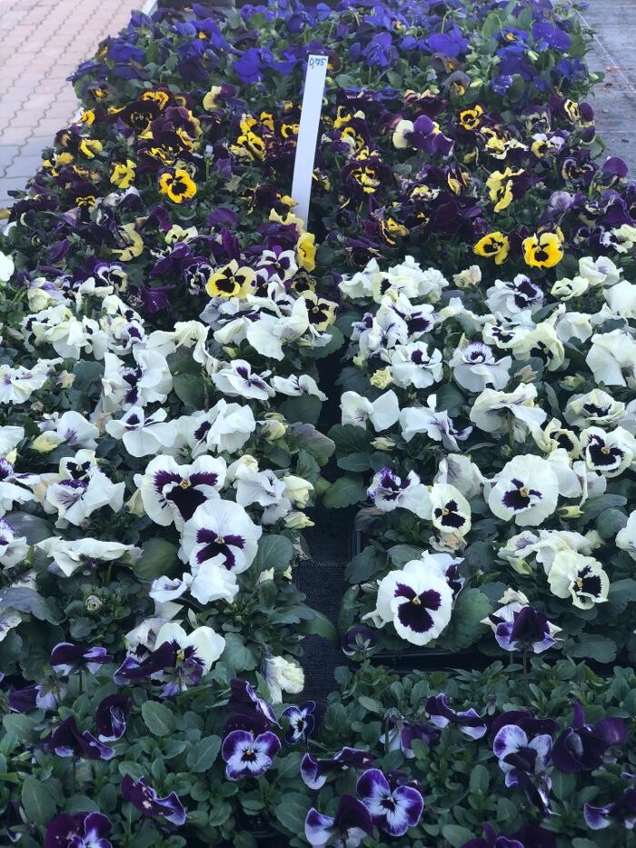 Bilder Baumschule und Gartengestaltung Michael Murlasits