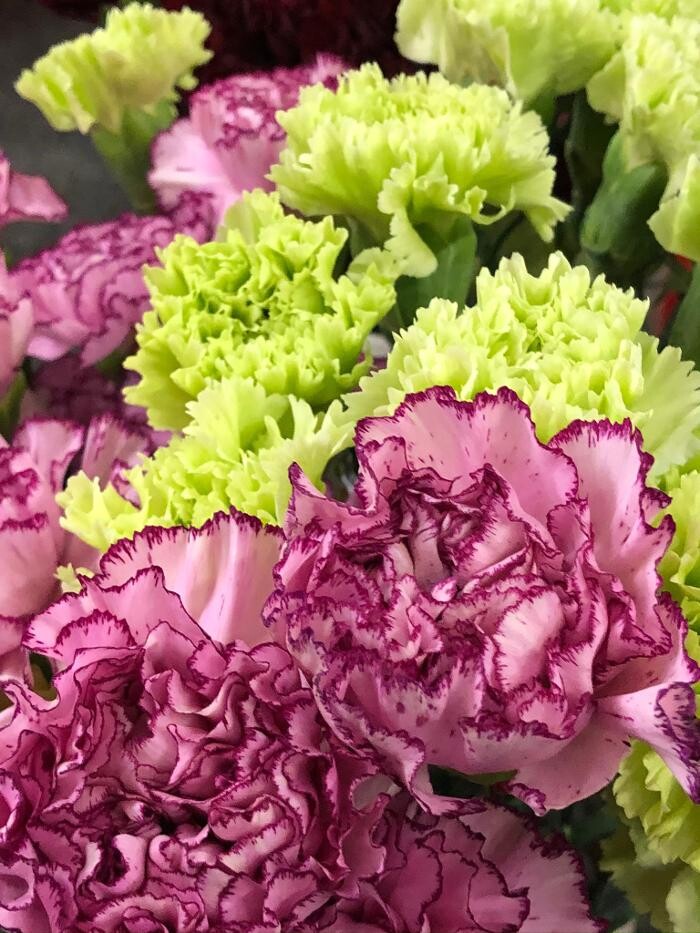 Bilder Baumschule und Gartengestaltung Michael Murlasits