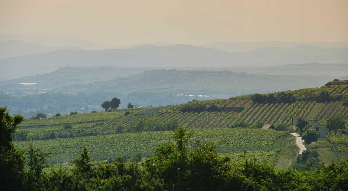 Bilder Weingut Josef Bauer