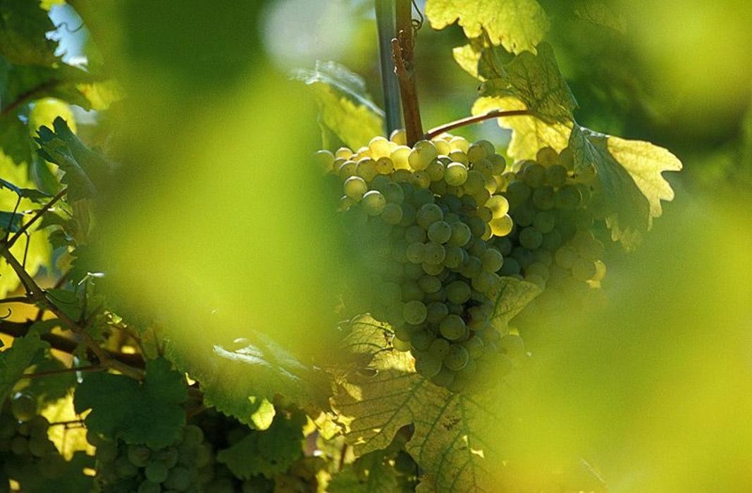 Bilder Weingut Josef Bauer