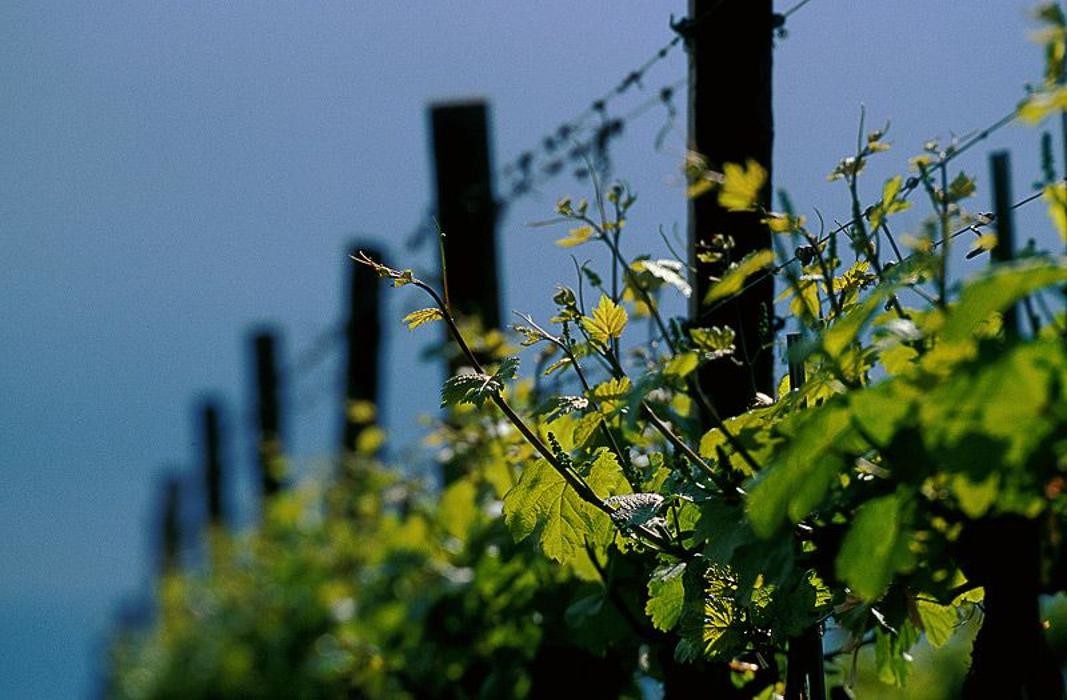 Bilder Weingut Josef Bauer
