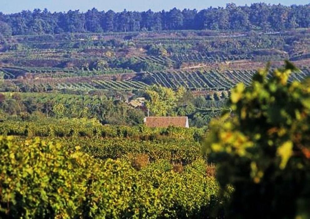 Bilder Weingut Josef Bauer
