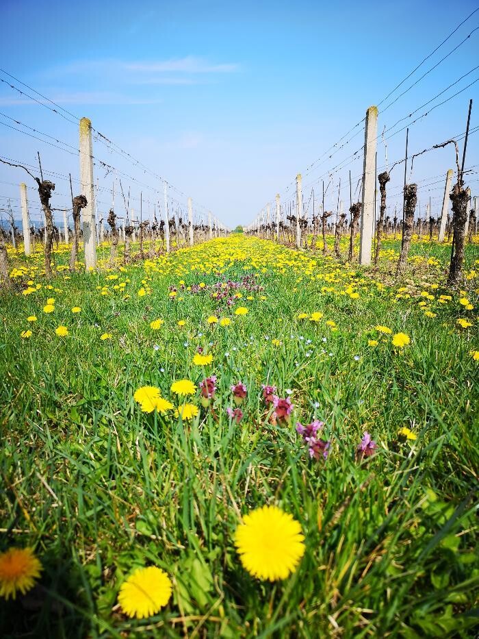Bilder Grenzlandhof Weingut Reumann Deutschkreutz