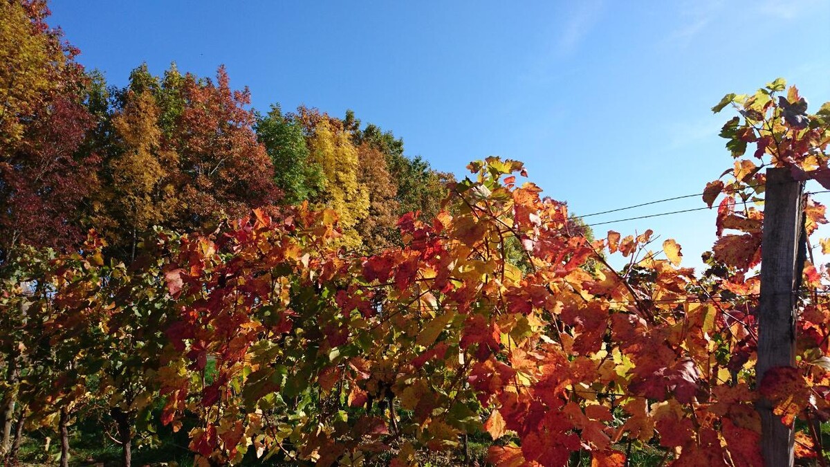 Bilder Grenzlandhof Weingut Reumann Deutschkreutz