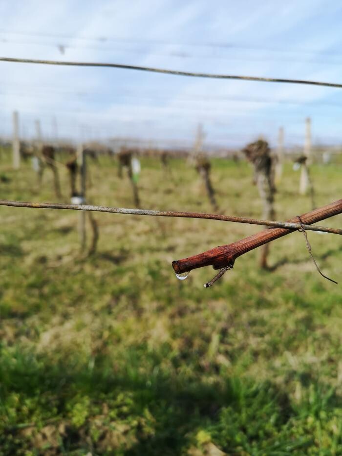Bilder Grenzlandhof Weingut Reumann Deutschkreutz