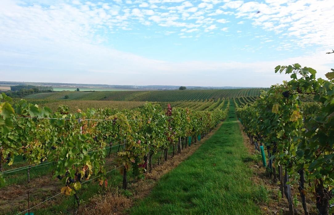 Bilder Grenzlandhof Weingut Reumann Deutschkreutz