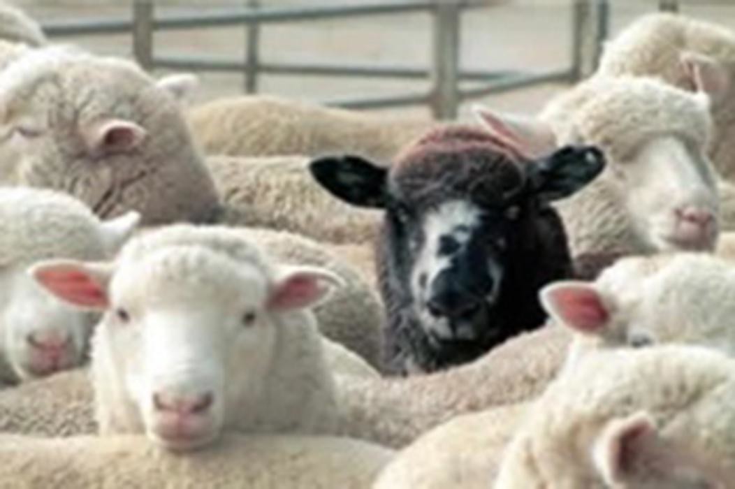 Images Australian Wool Testing Authority