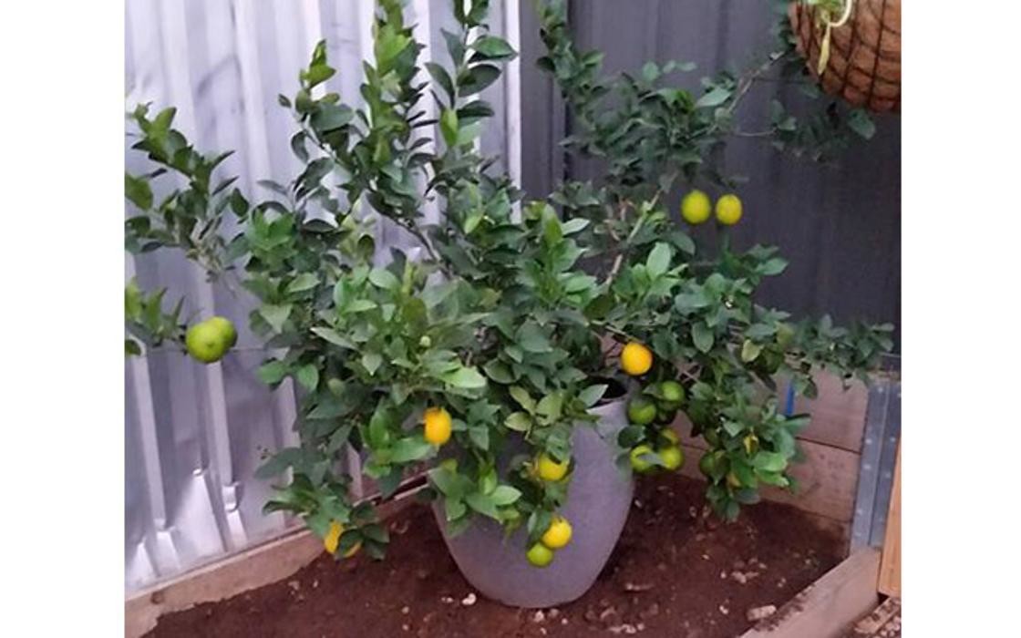 Images Winzar's Lawnmowing