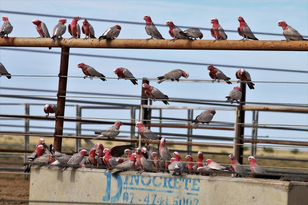 Images Dinocrete Troughs