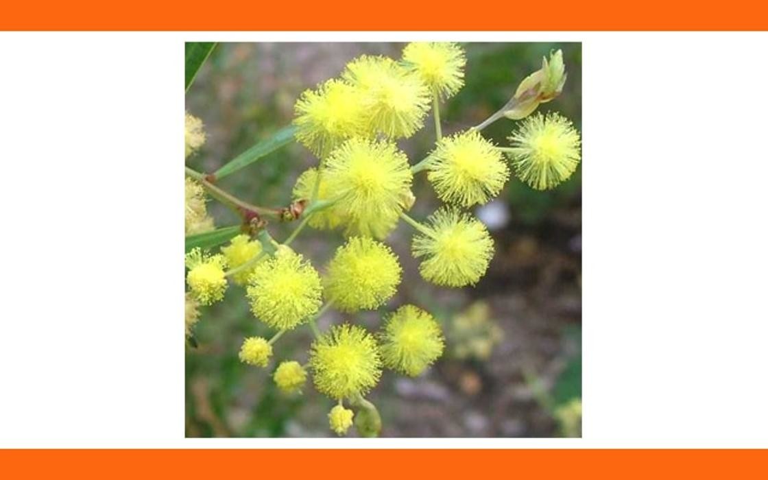 Images Ole Lantana Seeds