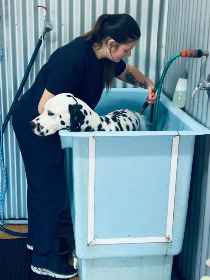 Images The DOGroom