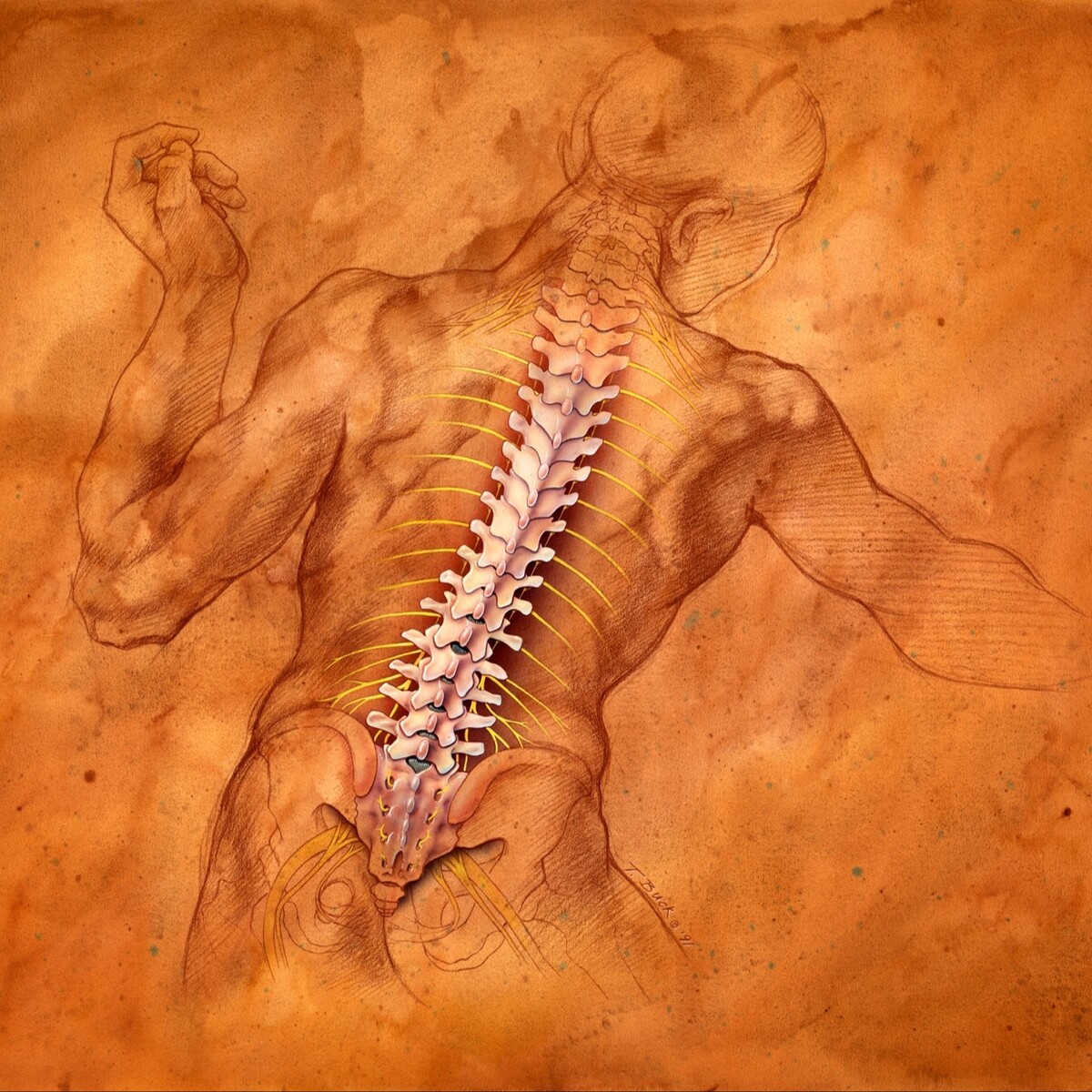 The Ashgrove Spinal Centre Logo