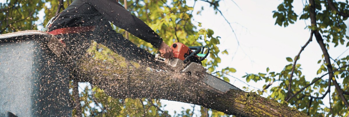 Images Victorian Tree Specialists
