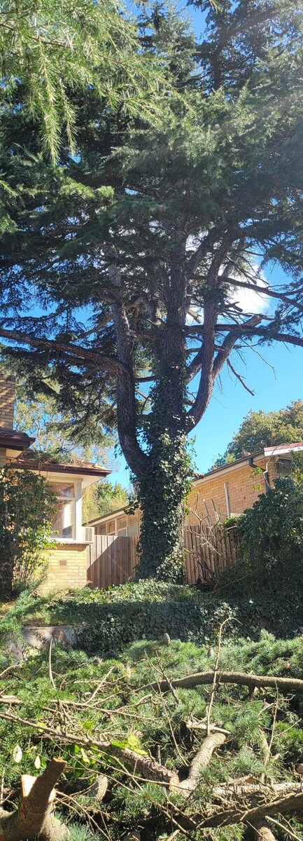 Images Victorian Tree Specialists