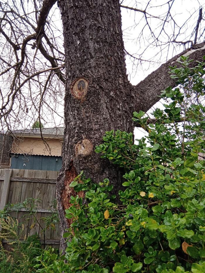 Images Victorian Tree Specialists