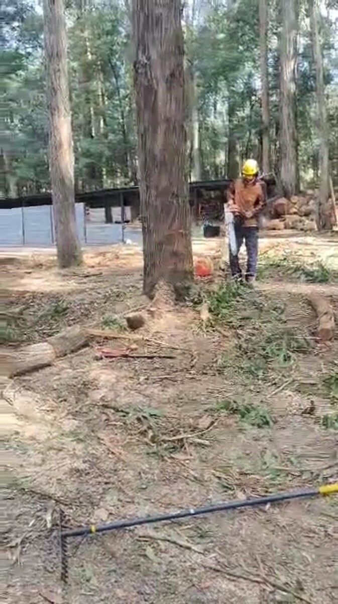Images Victorian Tree Specialists