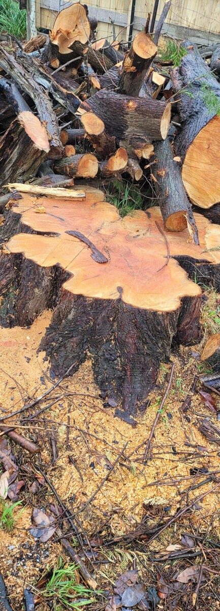 Images Victorian Tree Specialists