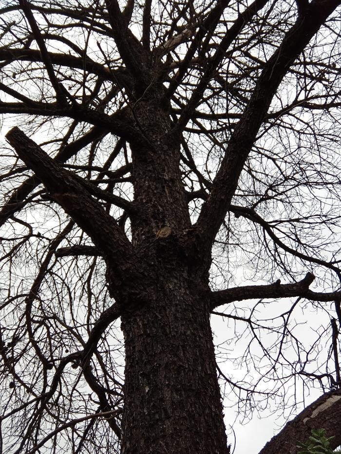Images Victorian Tree Specialists
