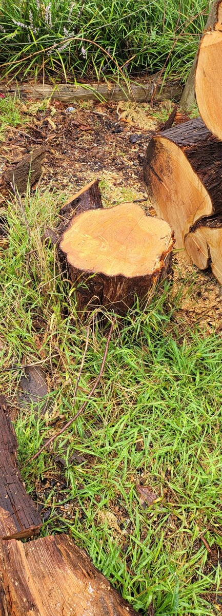 Images Victorian Tree Specialists