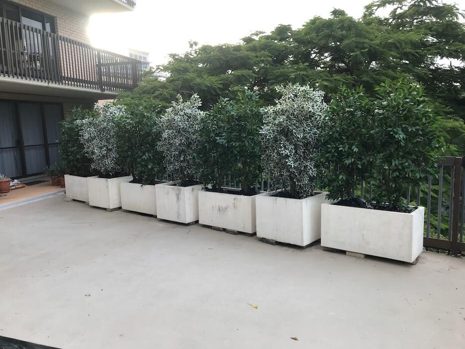 Images Artificial Plant Importers