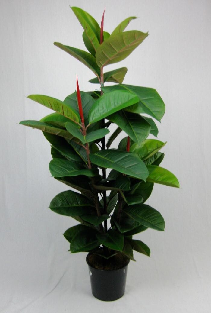 Images Artificial Plant Importers