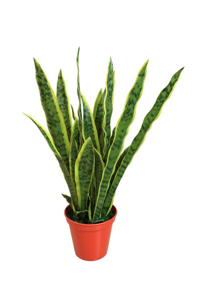 Images Artificial Plant Importers