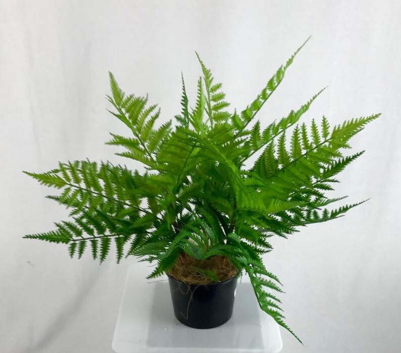 Images Artificial Plant Importers
