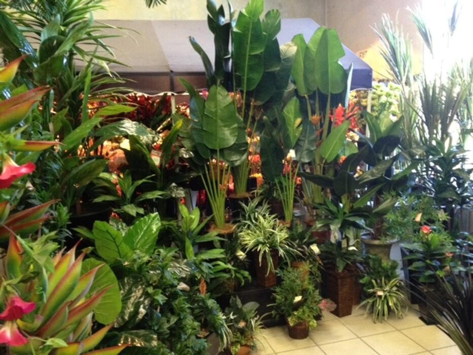 Images Artificial Plant Importers