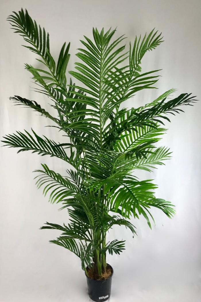 Images Artificial Plant Importers