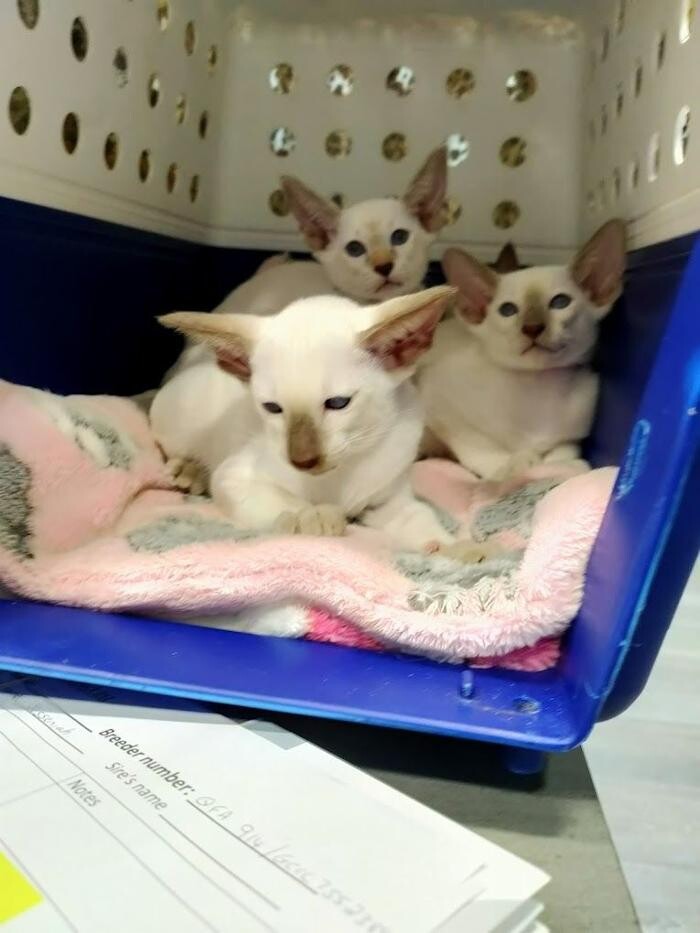 Images Reedy Creek Veterinary Surgery