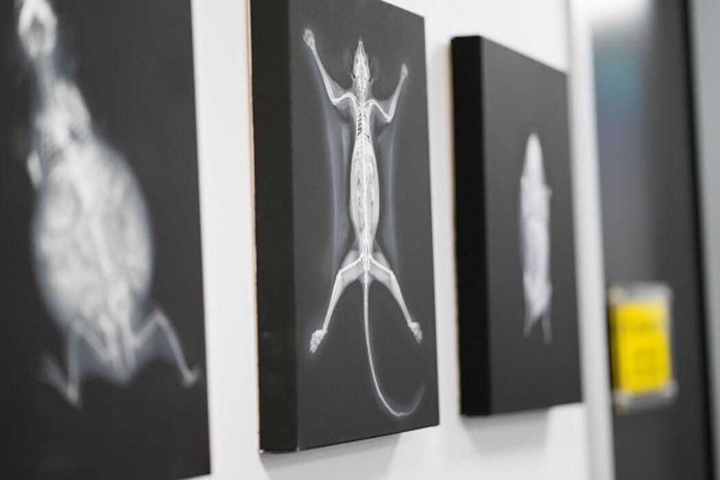 Images Reedy Creek Veterinary Surgery