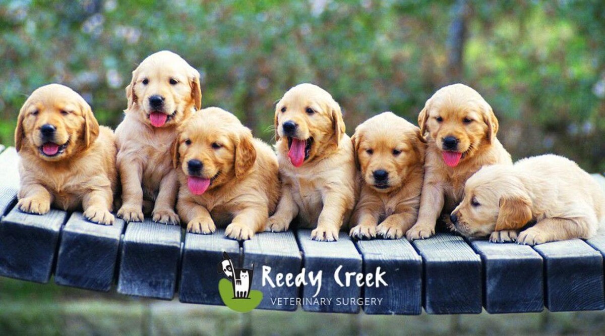 Images Reedy Creek Veterinary Surgery