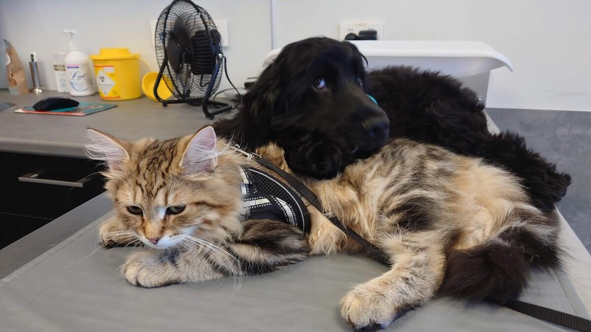 Images Reedy Creek Veterinary Surgery