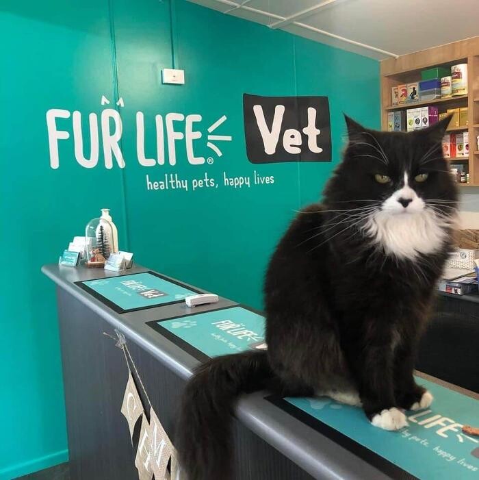 Images Romsey Veterinary Surgery