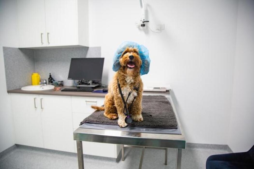 Images Romsey Veterinary Surgery