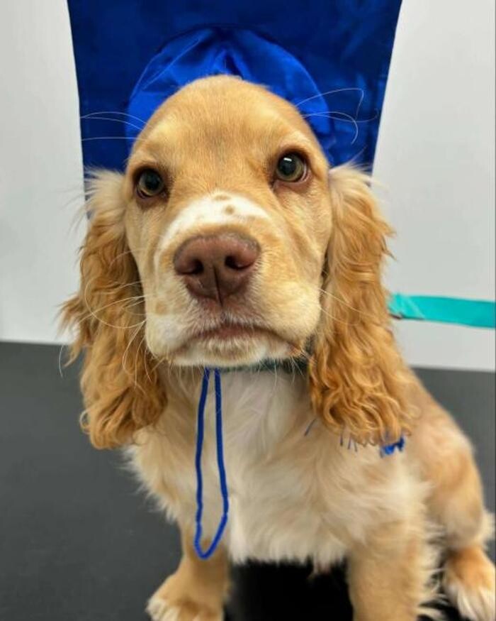 Images Fur Life Vet Yarrawonga