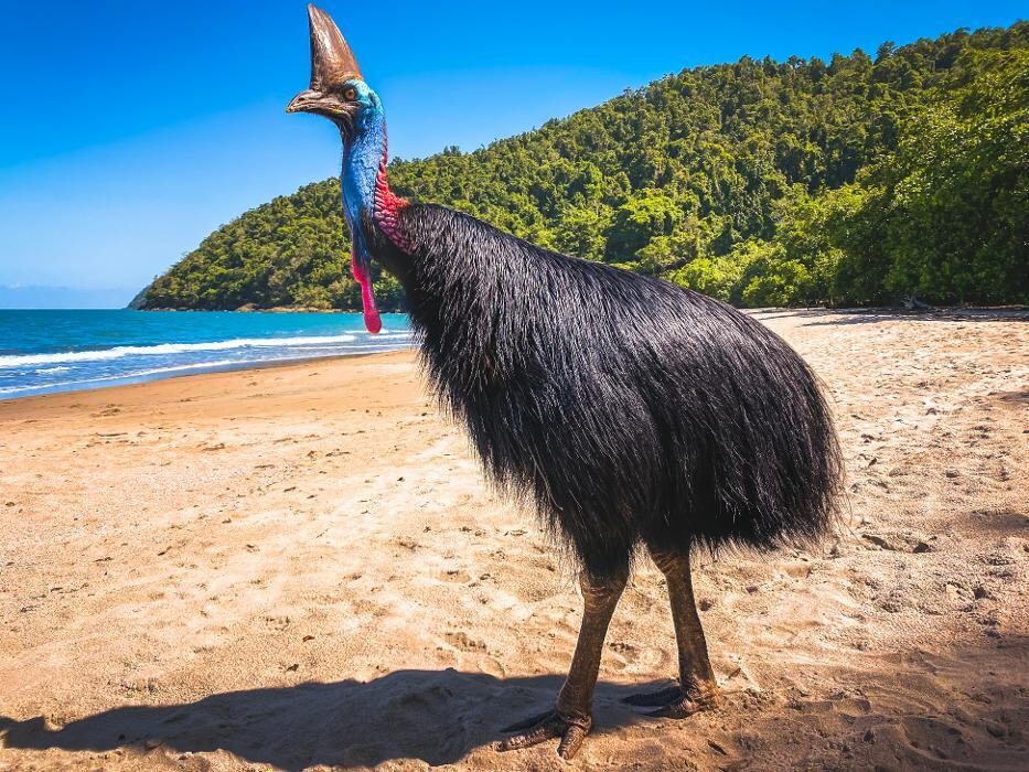 Images East Coast Car Rentals - Cairns Airport