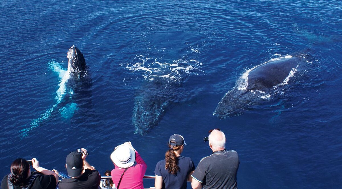 Images Sea World Cruises Main Beach (Buffet Dinner Cruise)