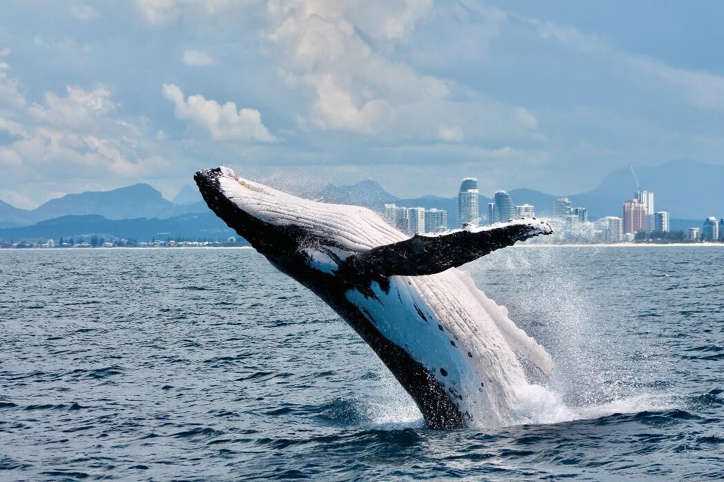 Images Sea World Cruises Main Beach (Buffet Dinner Cruise)