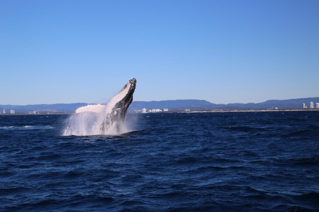 Images Whales In Paradise