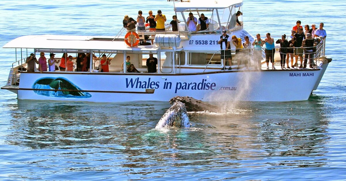 Images Whales In Paradise