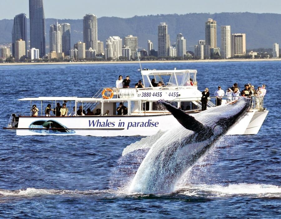 Images Whales In Paradise