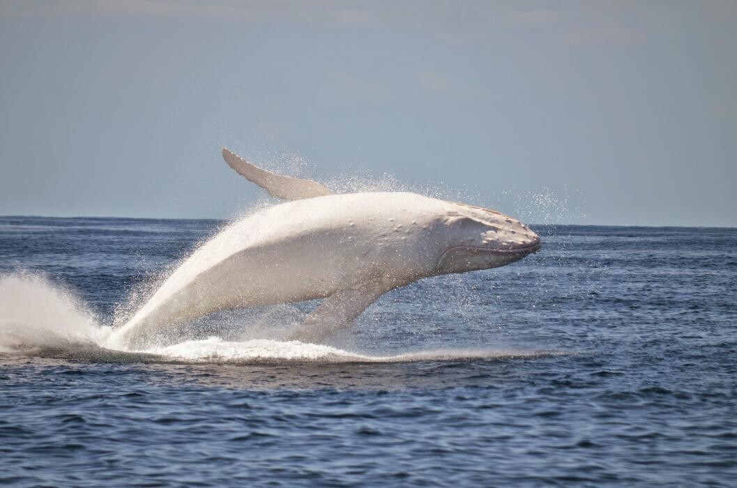 Images Whales In Paradise