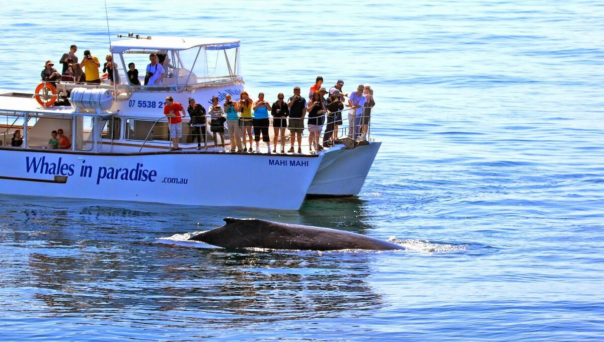 Images Whales In Paradise