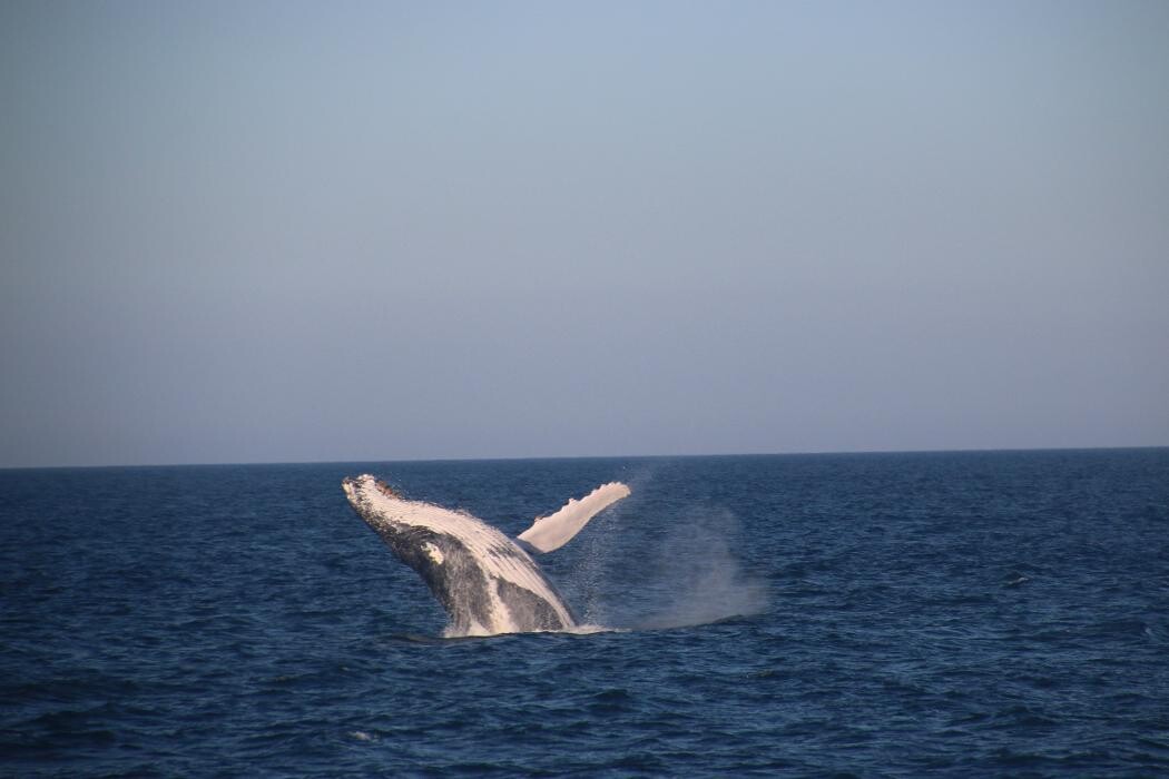 Images Whales In Paradise