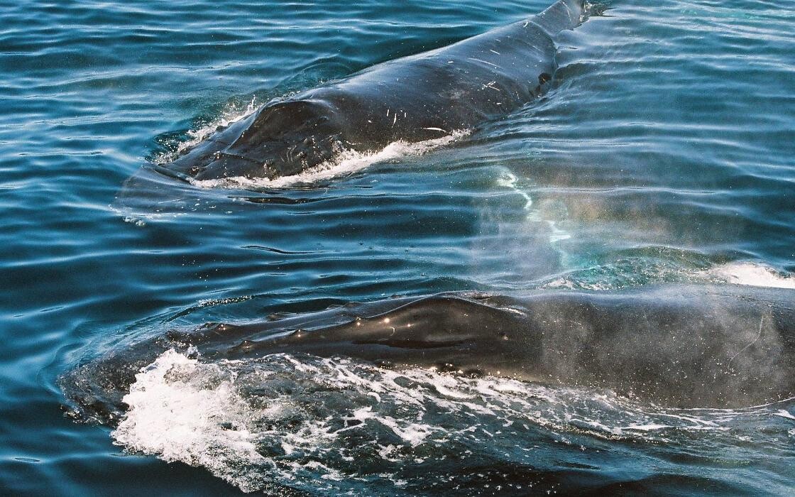 Images Whales In Paradise