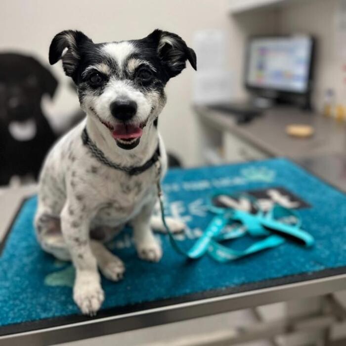 Images Warrnambool Veterinary Clinic
