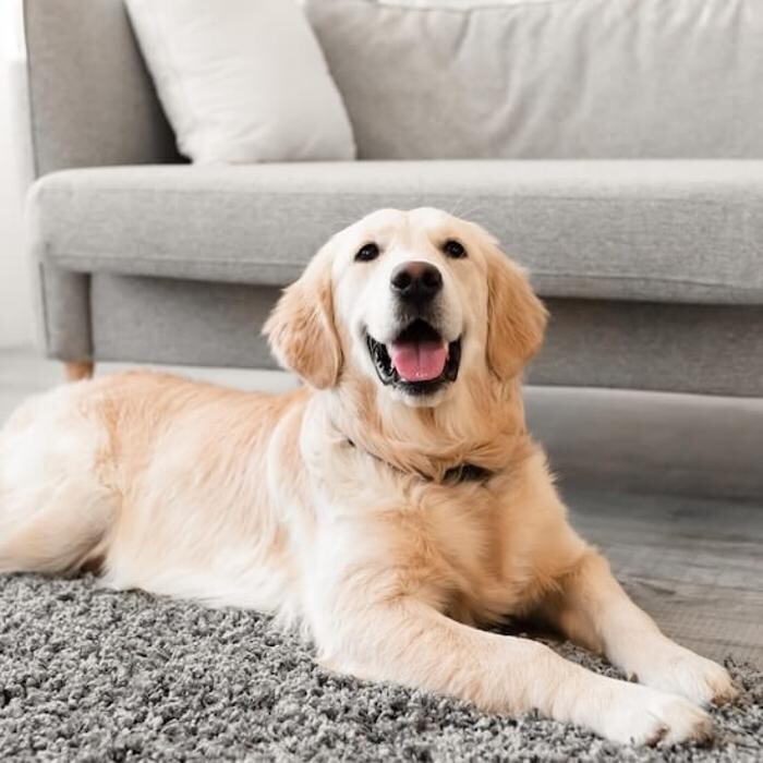 Images Warrnambool Veterinary Clinic